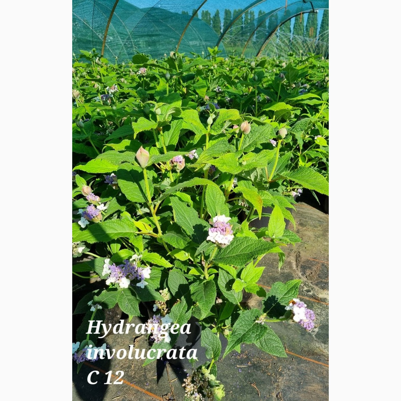 Hortensia – Hydrangea involucrata - C12 60-80 CM
